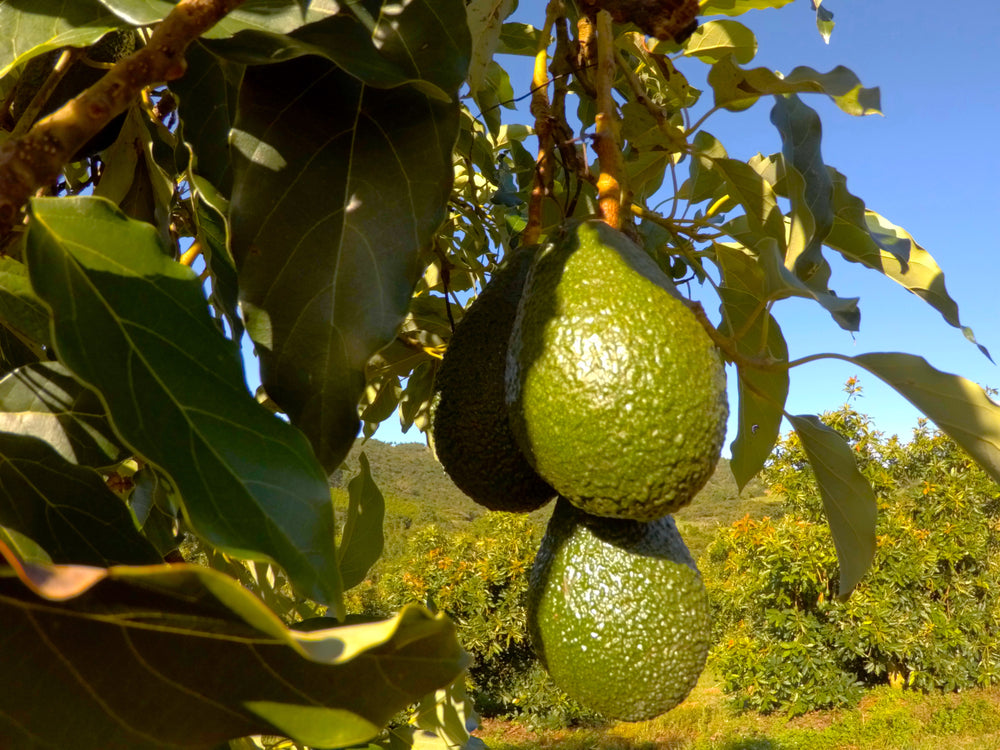 Ripening Avocados at Home