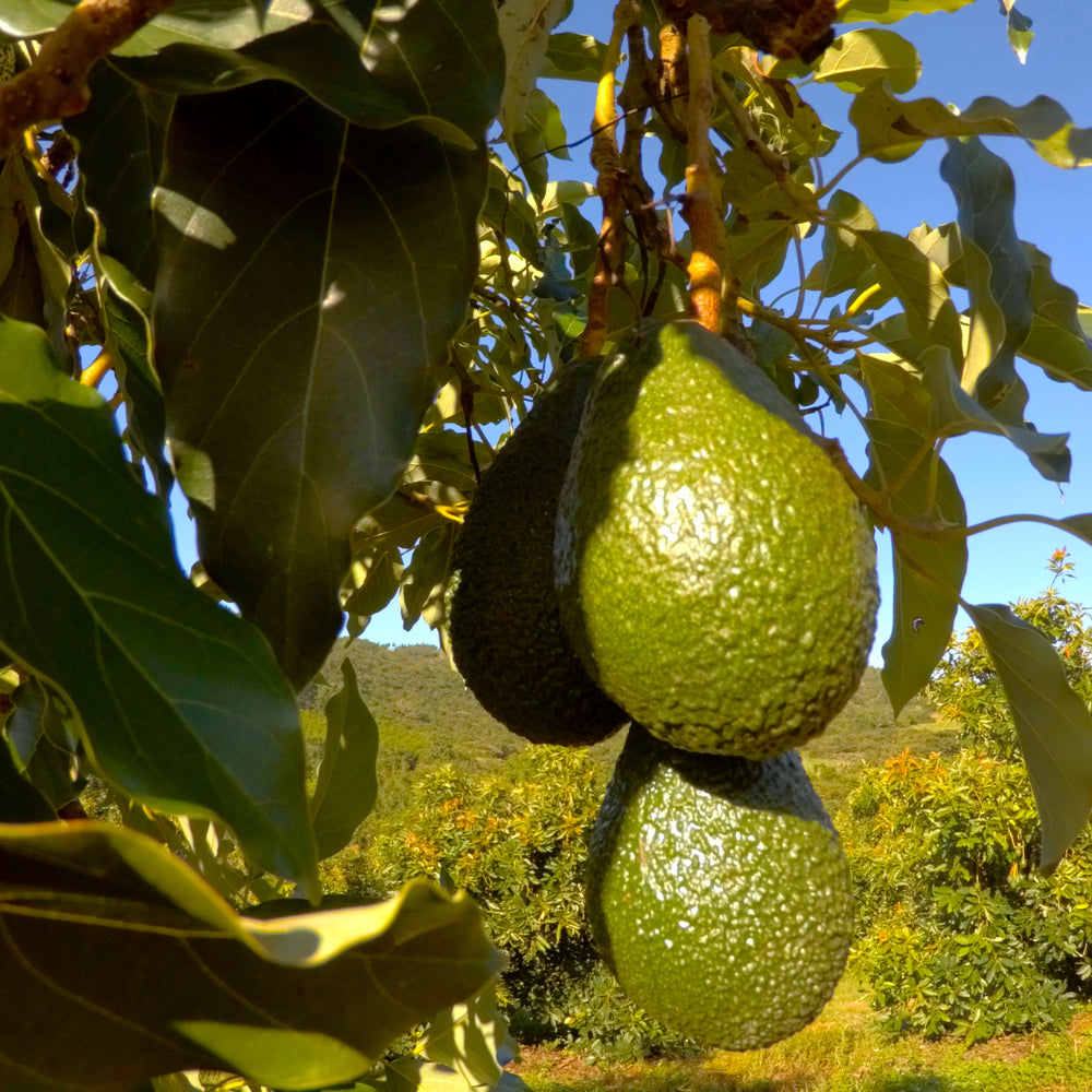 Ripening Avocados at Home